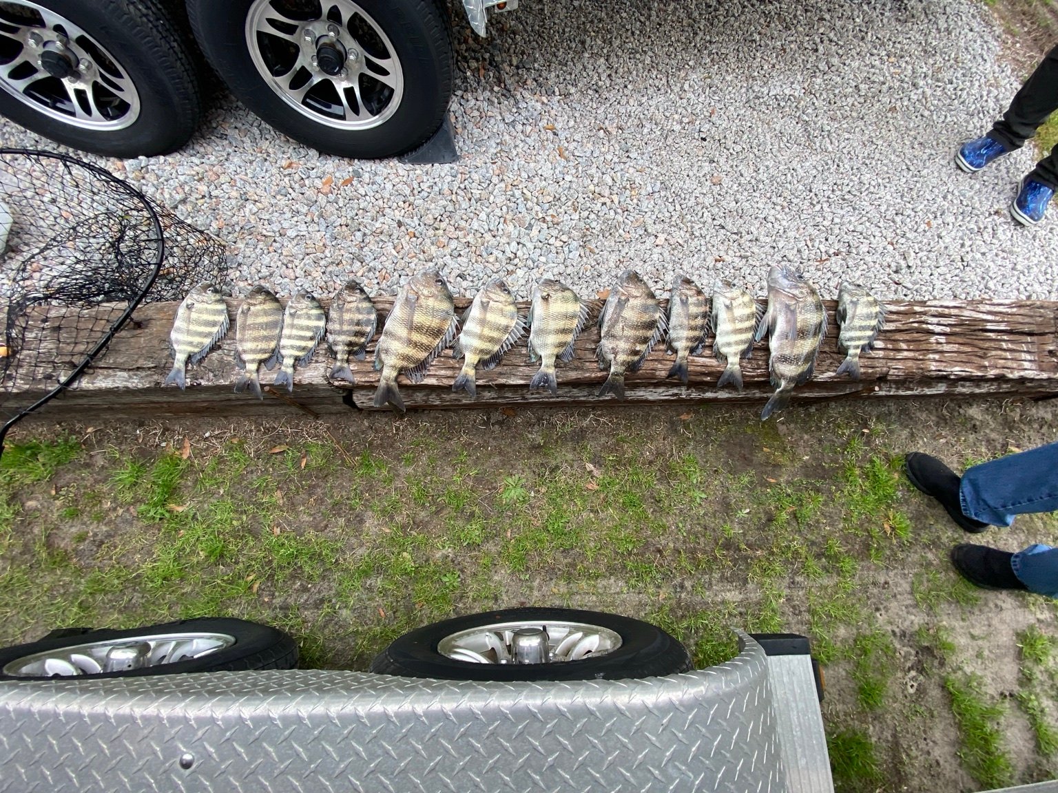 Stringer of fish from a fishing trip